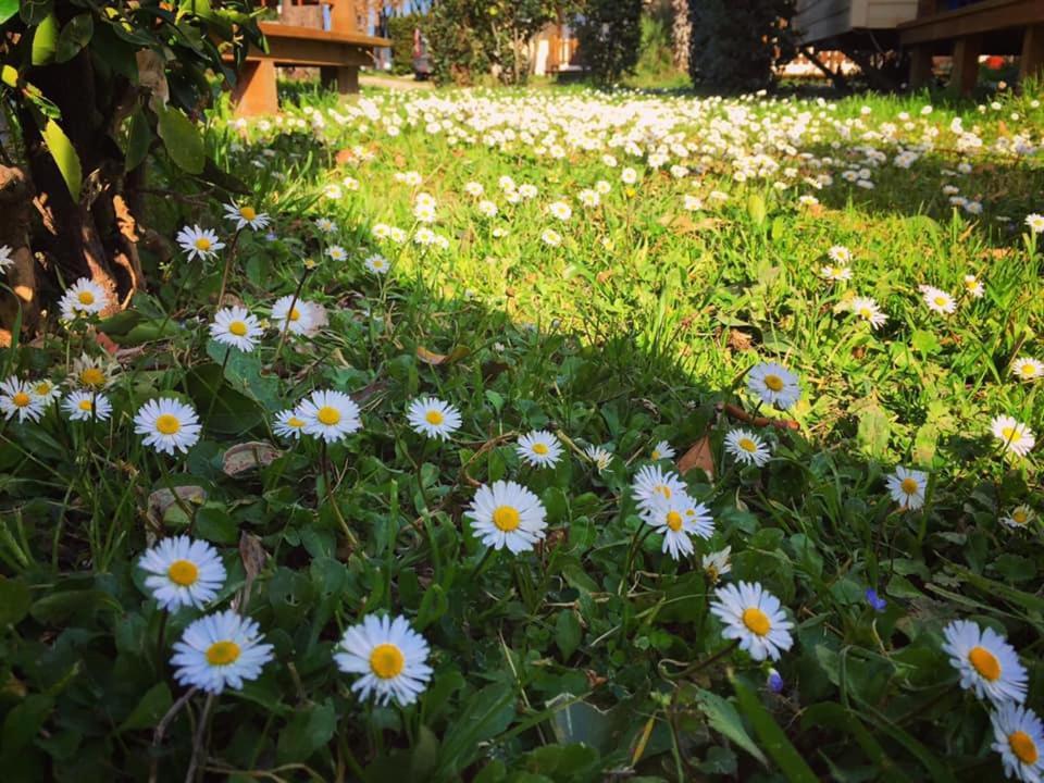 Camping Village Tuscia Tirrenica Tarquinia Buitenkant foto